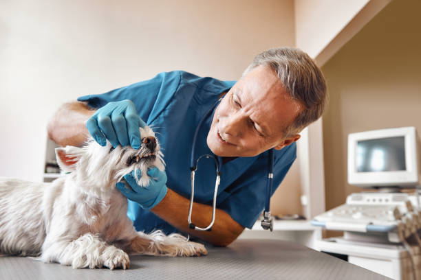 Best Dentist for Tooth Abscess  in Cetronia, PA